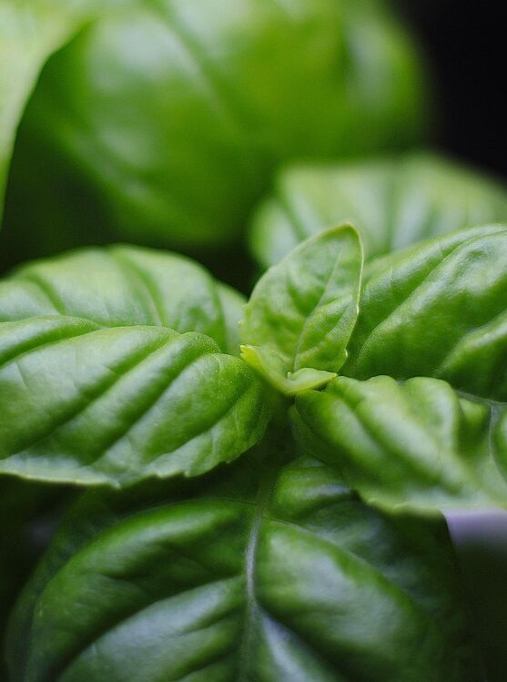 © Rickatschwende F. X. Mayr Health Retreat basil-7011898_1280